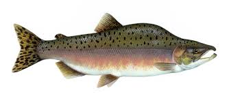 Pink salmon