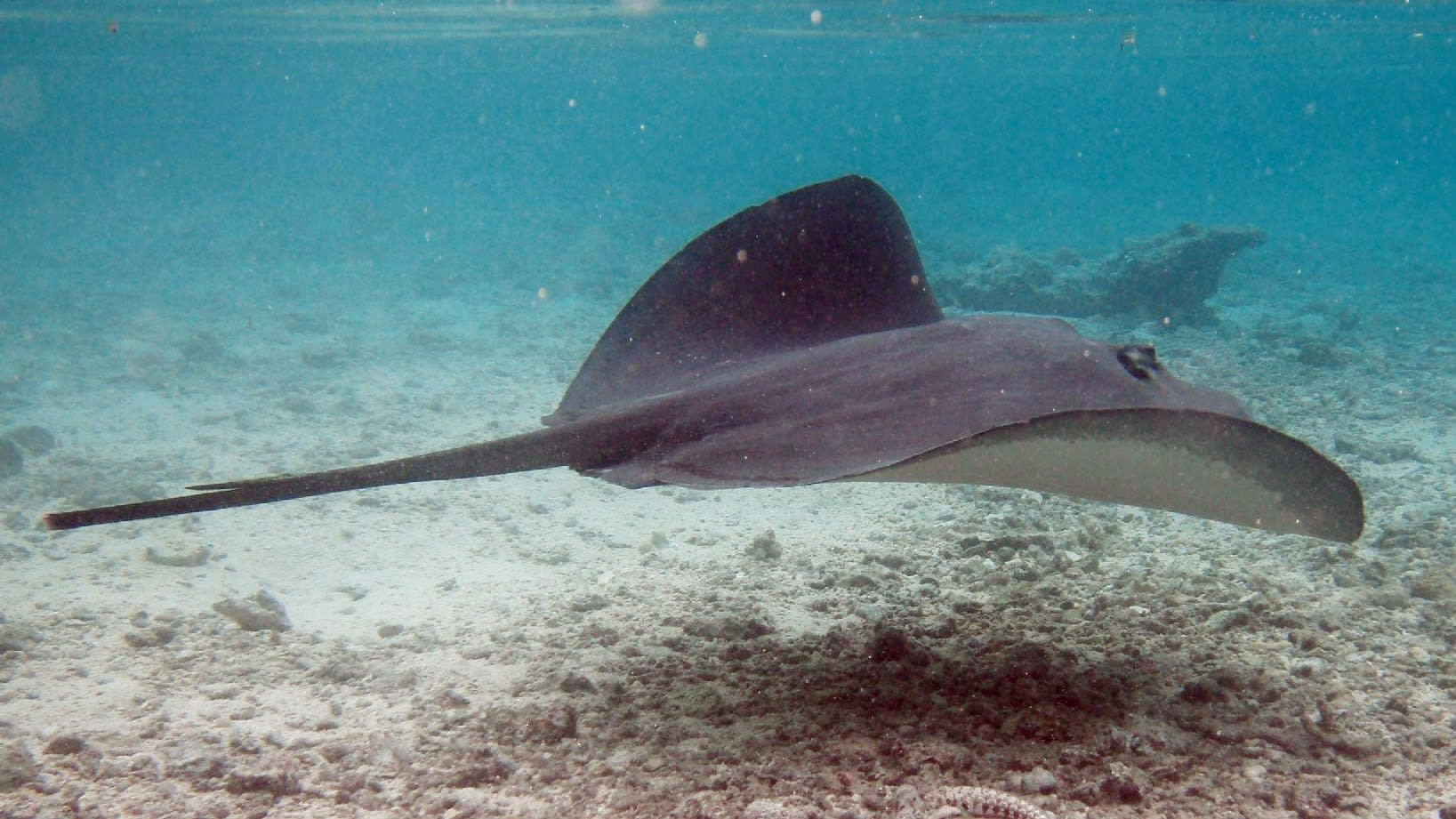 Pink whipray