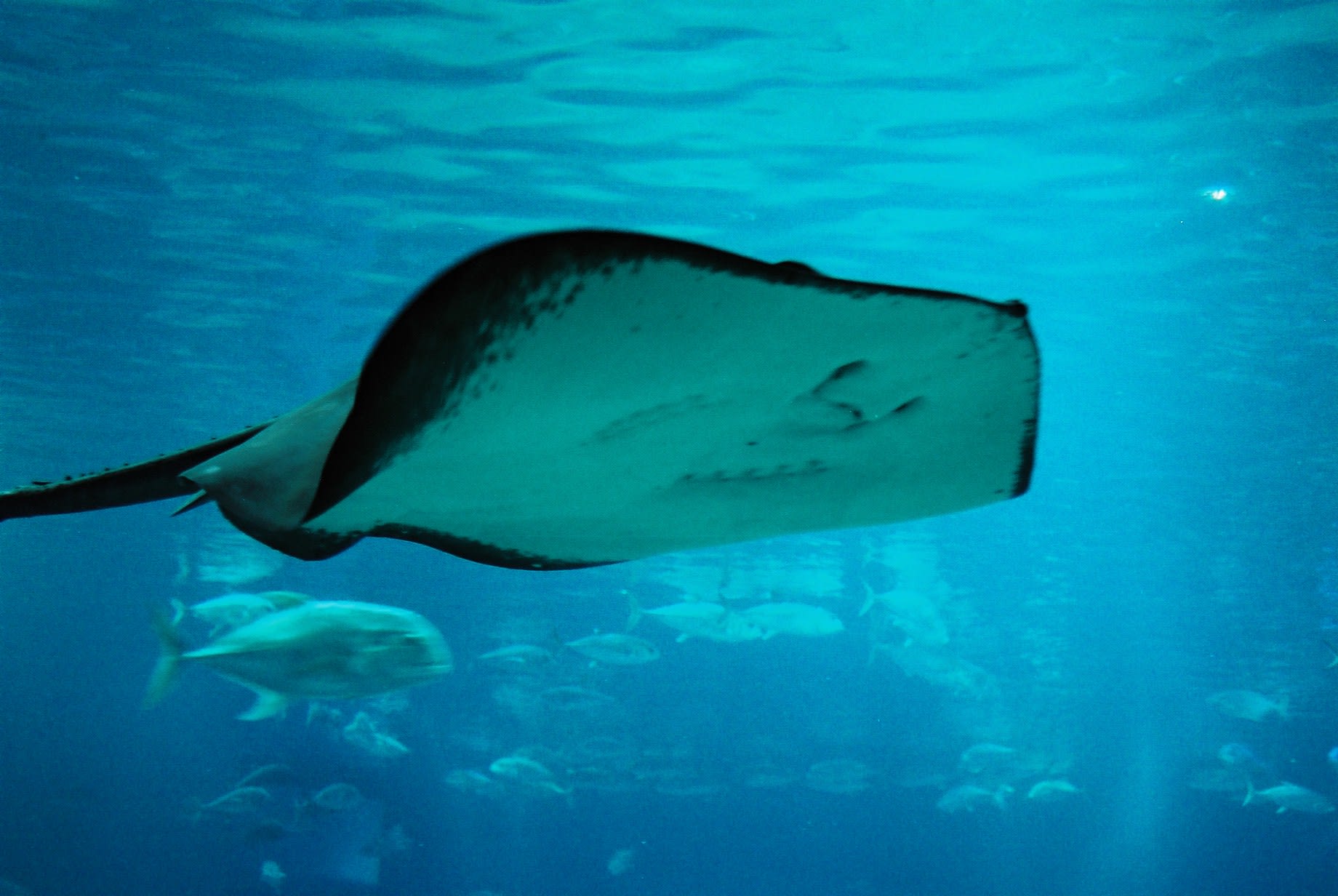 Pitted stingray