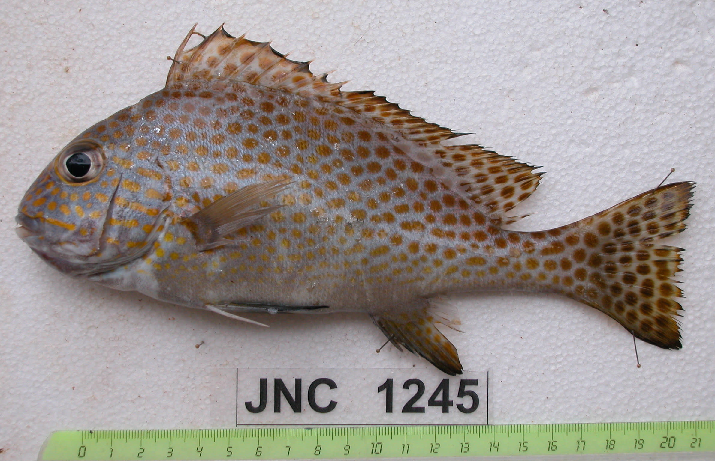 Painted sweetlips