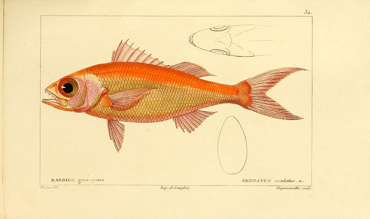 Queen snapper