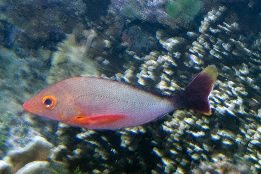 Red humpback snapper