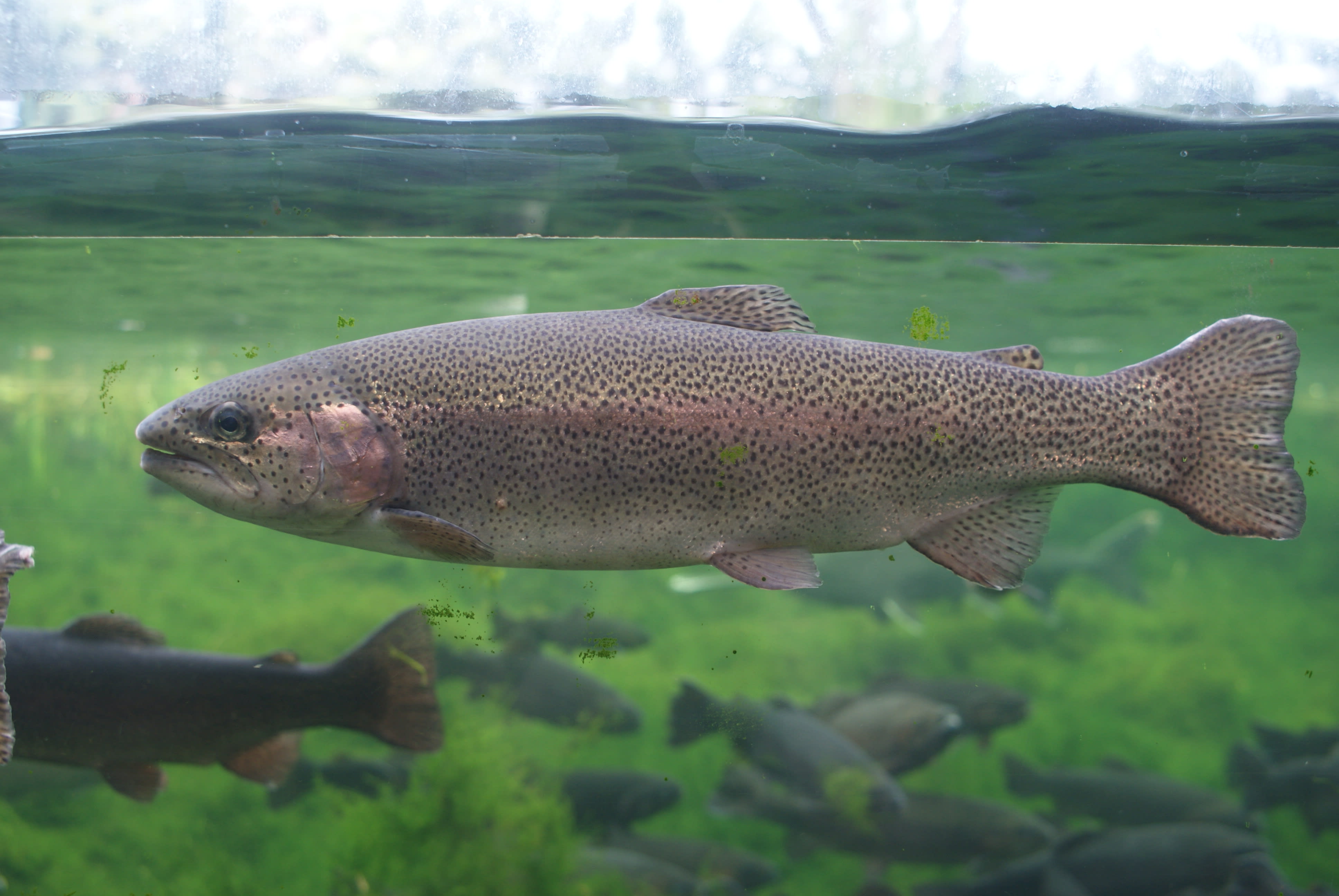 Rainbow trout