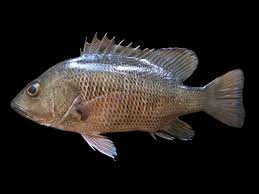 Red mangrove snapper