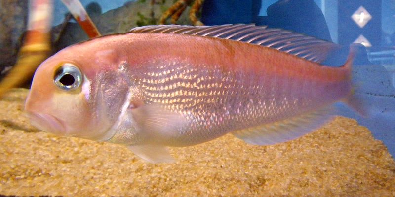 Red tilefish