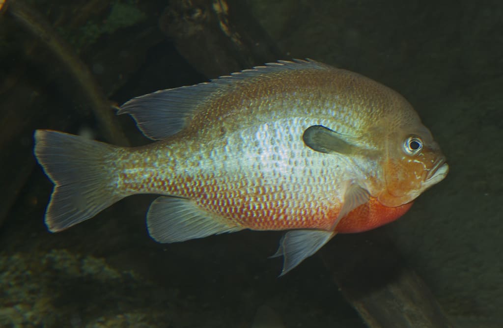 Redbreast sunfish