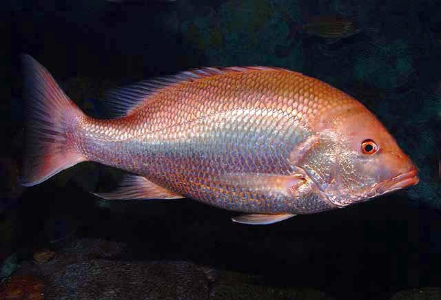 Red snapper