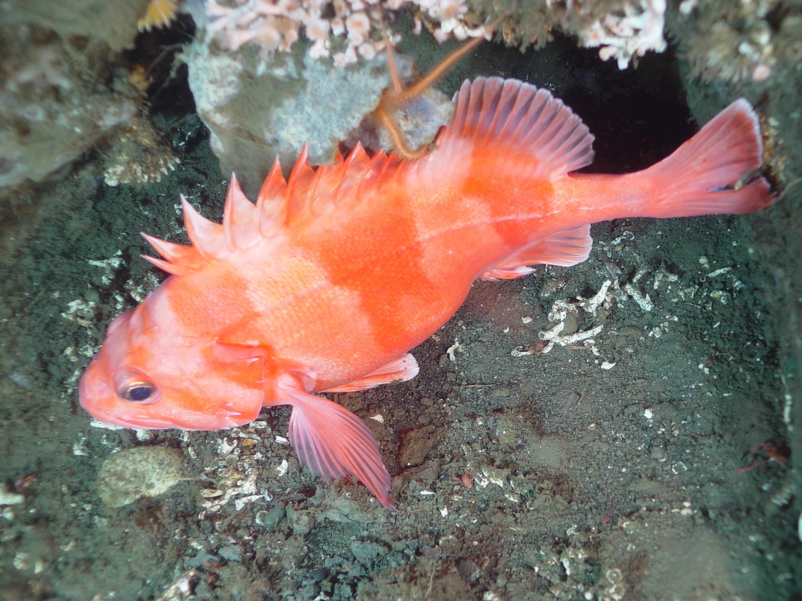 Redbanded rockfish