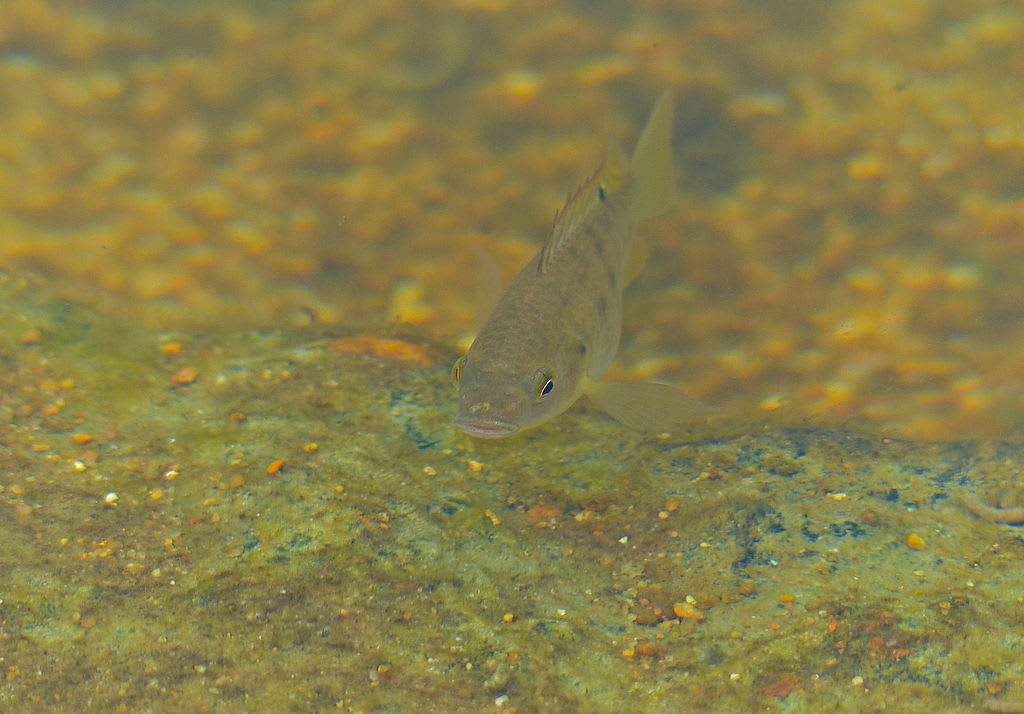 Redbreast tilapia