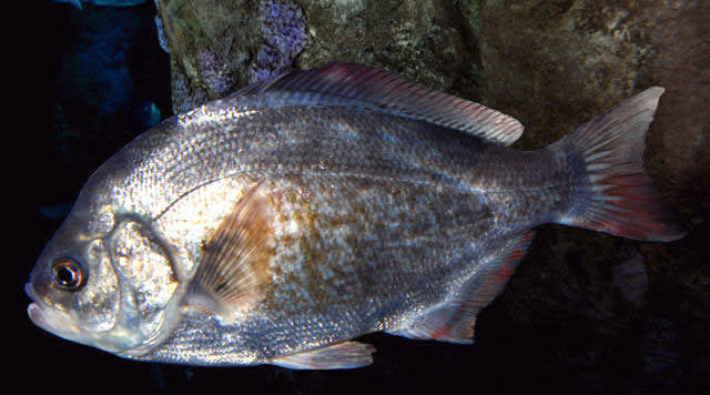 Redtail surfperch