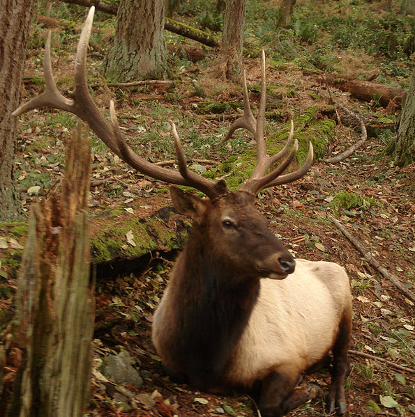 Elk