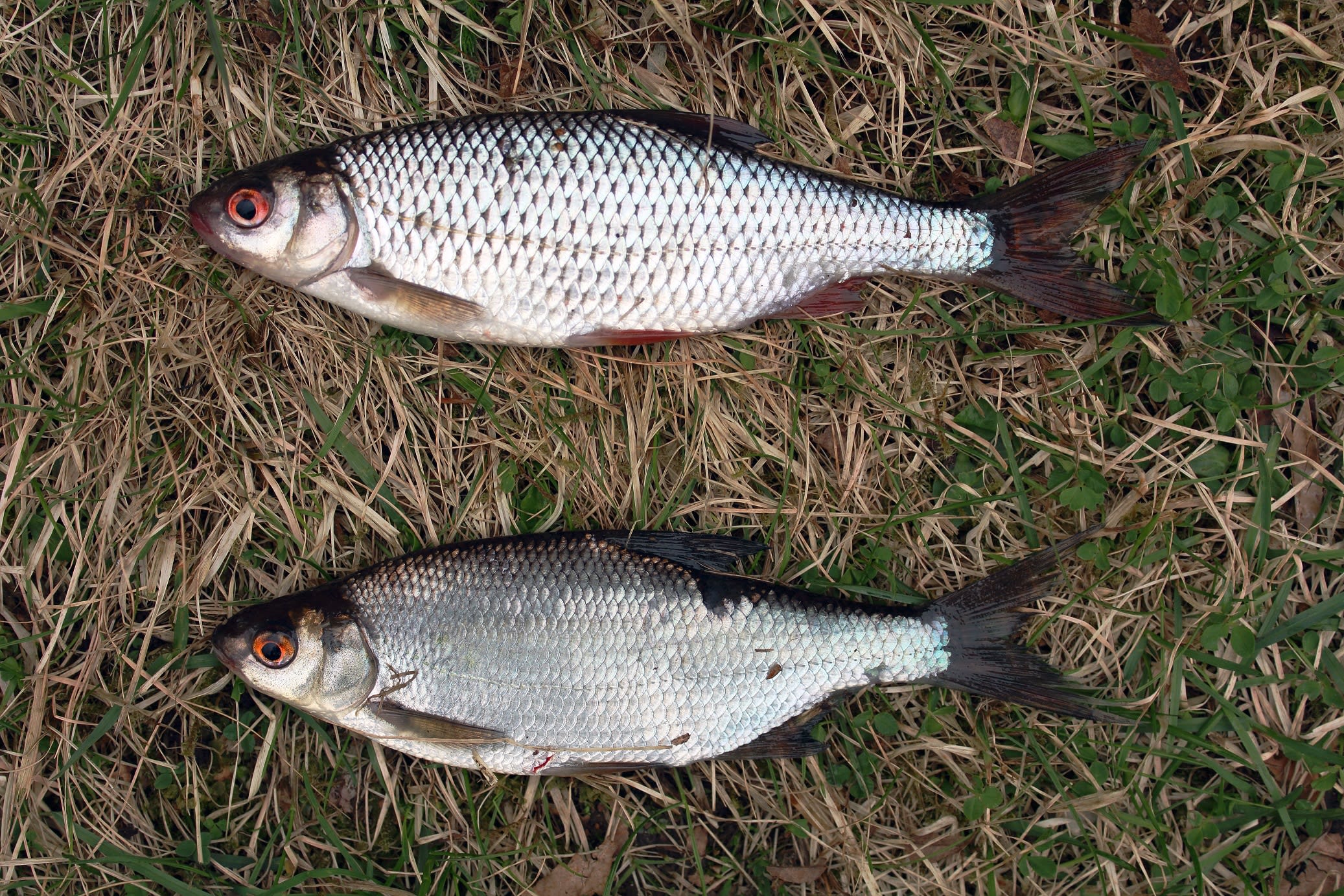 Roach-bream