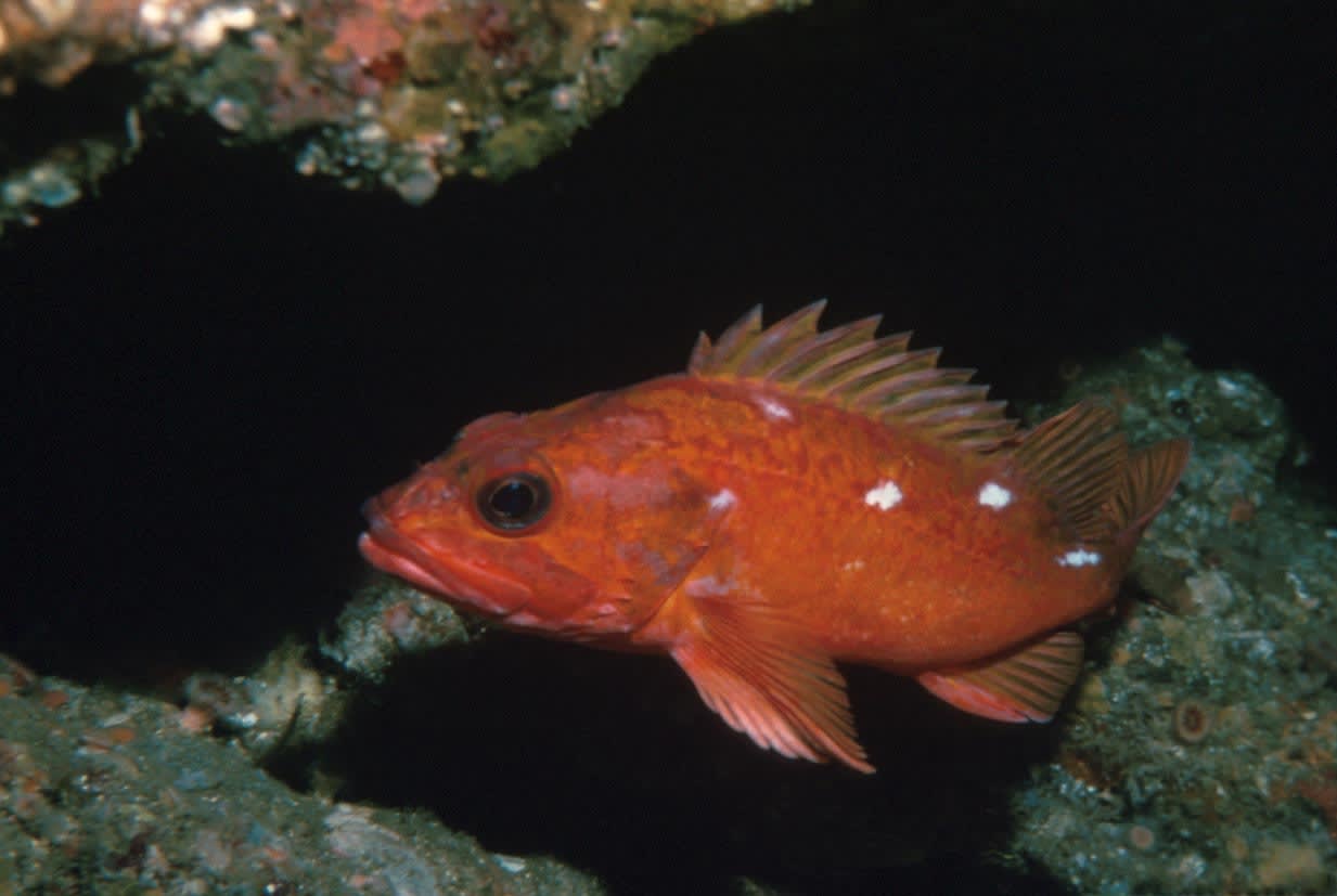 Rougheye rockfish