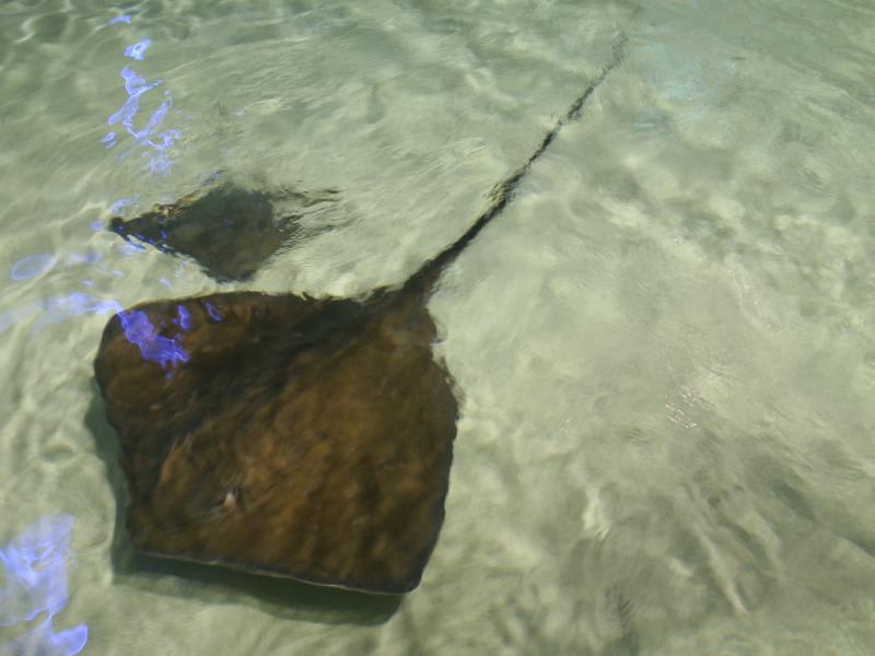Roughtail stingray