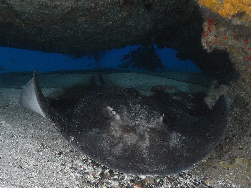 Round stingray