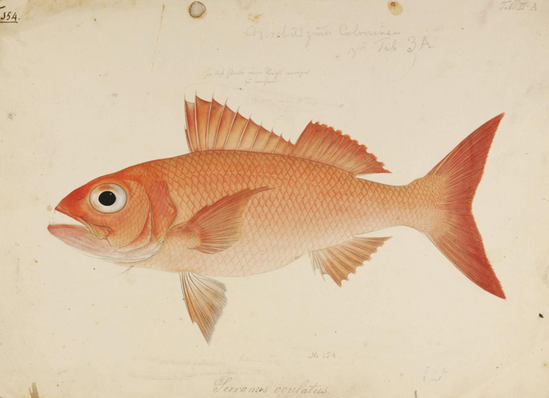 Ruby snapper