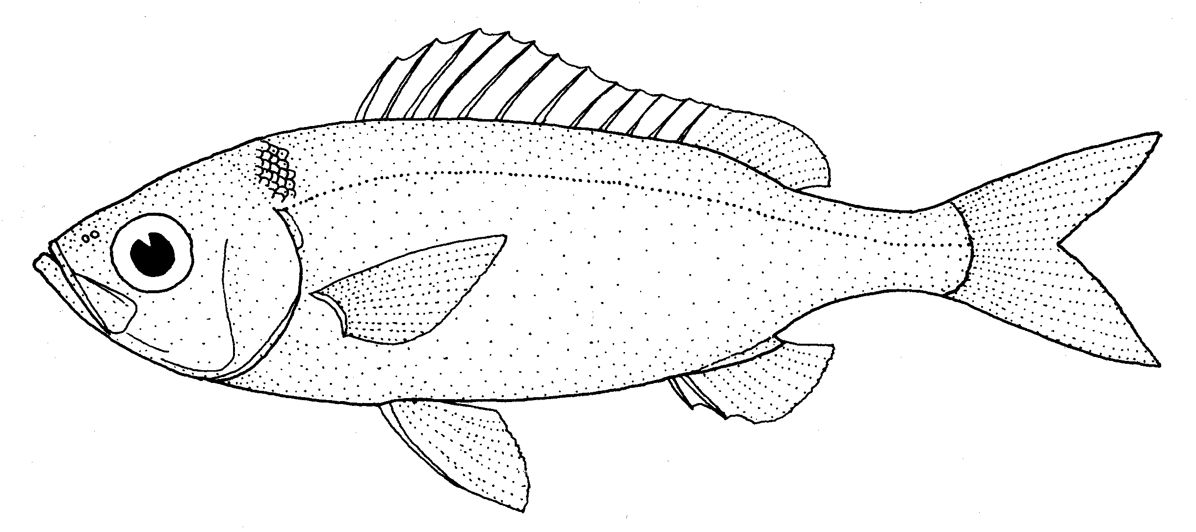 Rubyfish