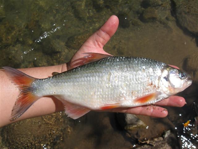 Sabaleta