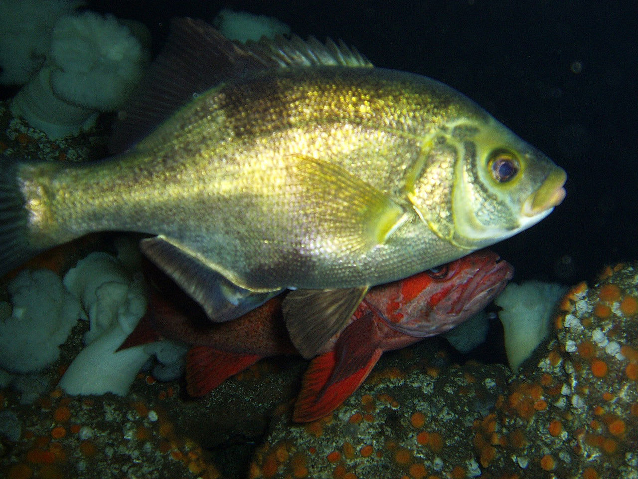 Rubberlip surfperch