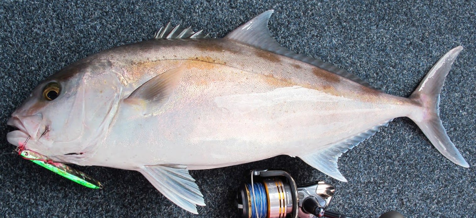 Samson fish