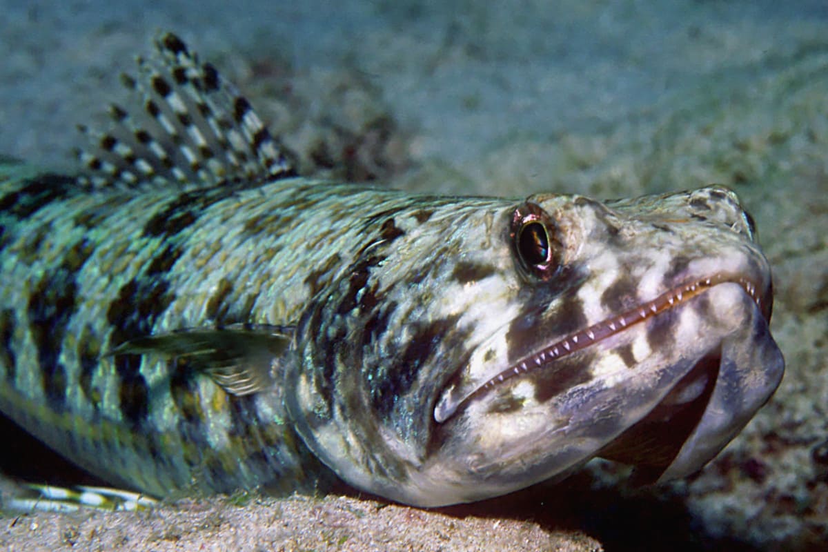 Sand diver