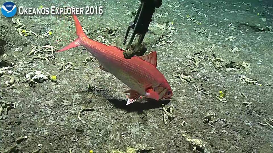 Scarlet snapper