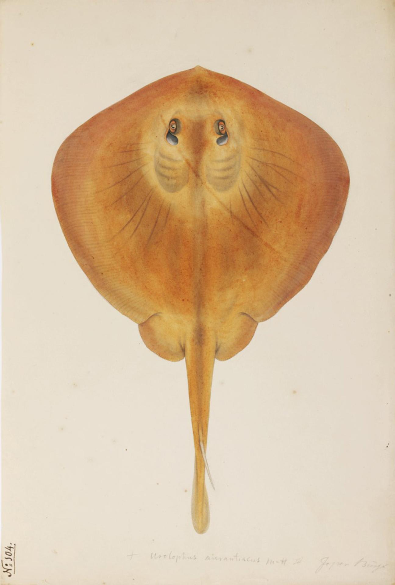 Sepia stingray
