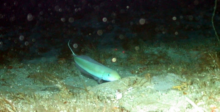 Sand tilefish