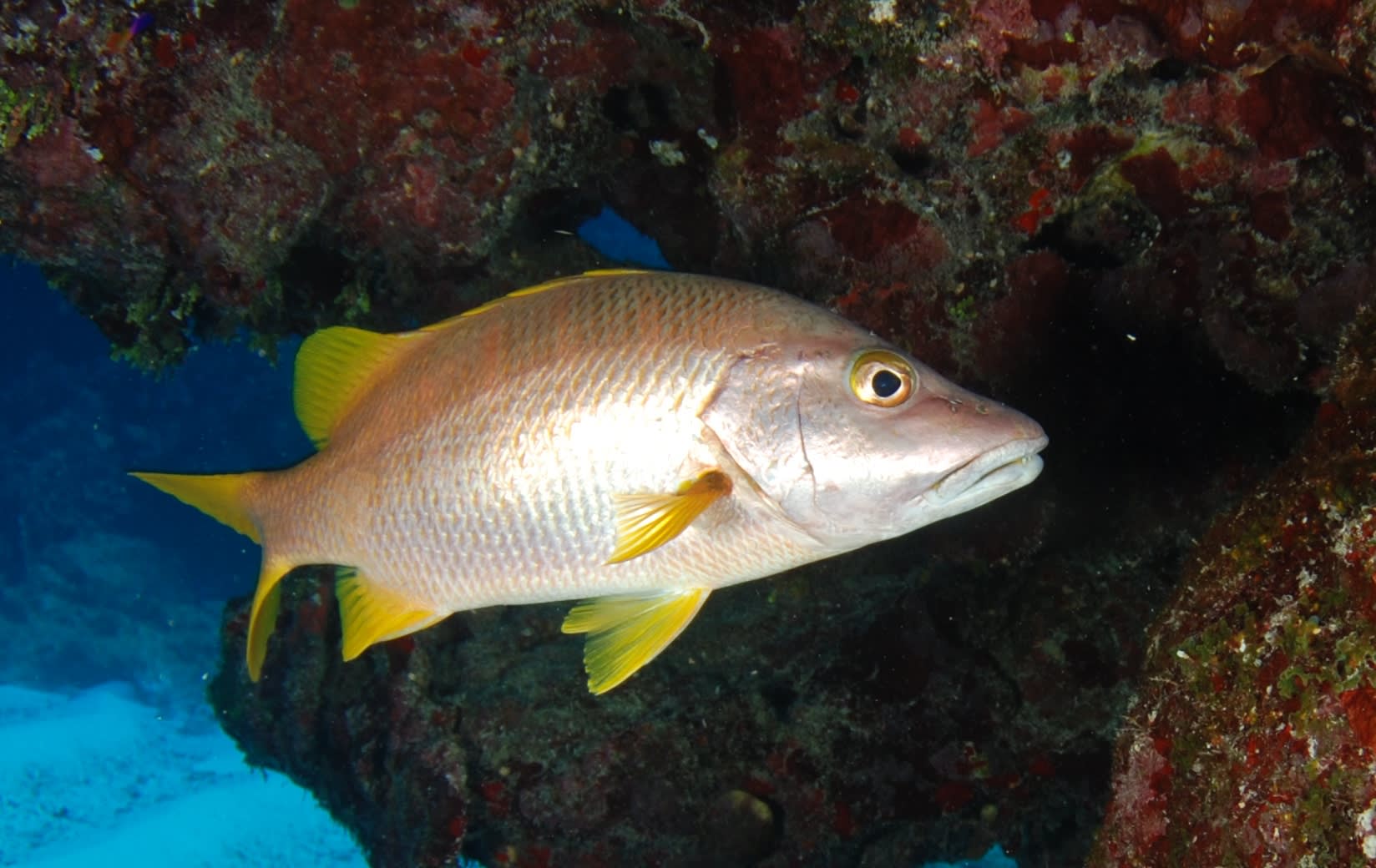 Schoolmaster snapper