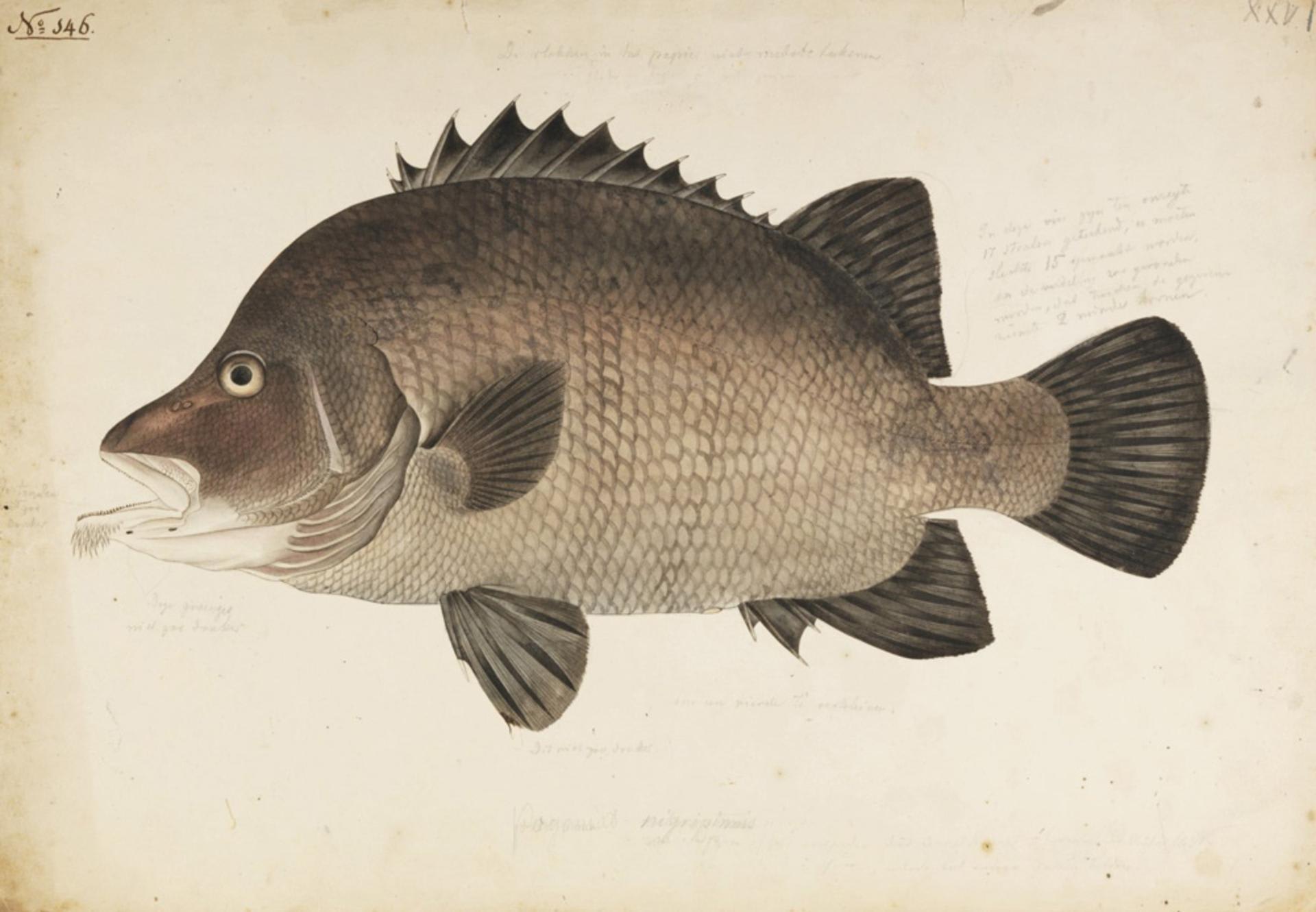 Short barbeled velvetchin