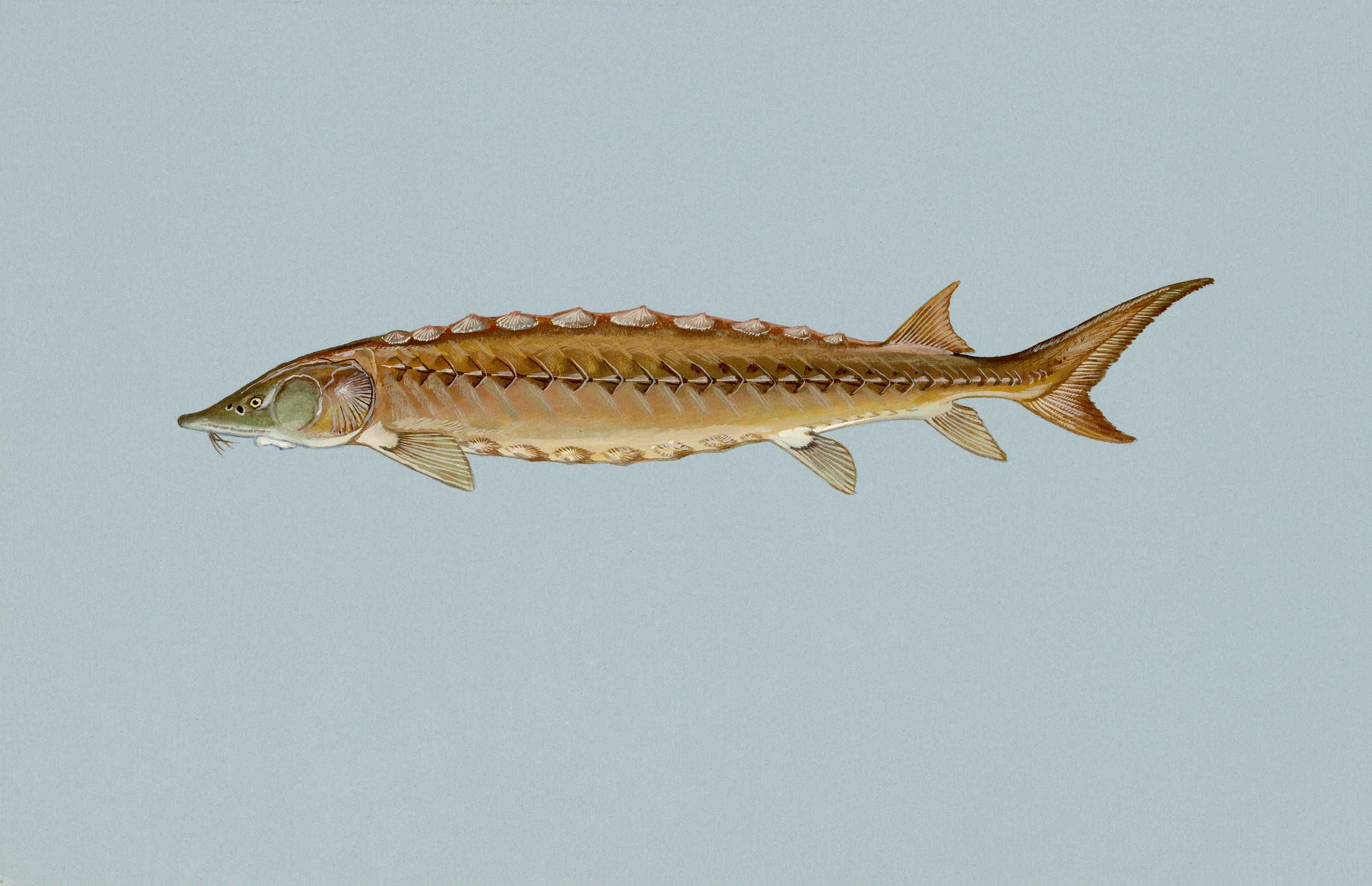 Shortnose sturgeon