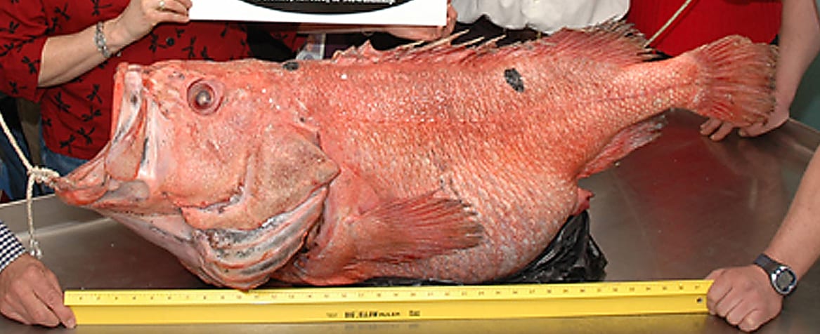 Shortracker rockfish