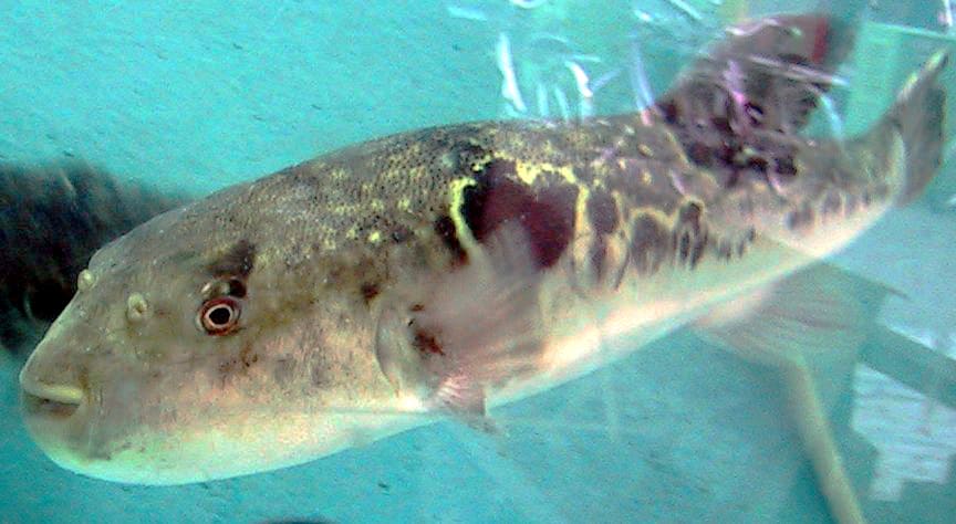 Shosai fugu