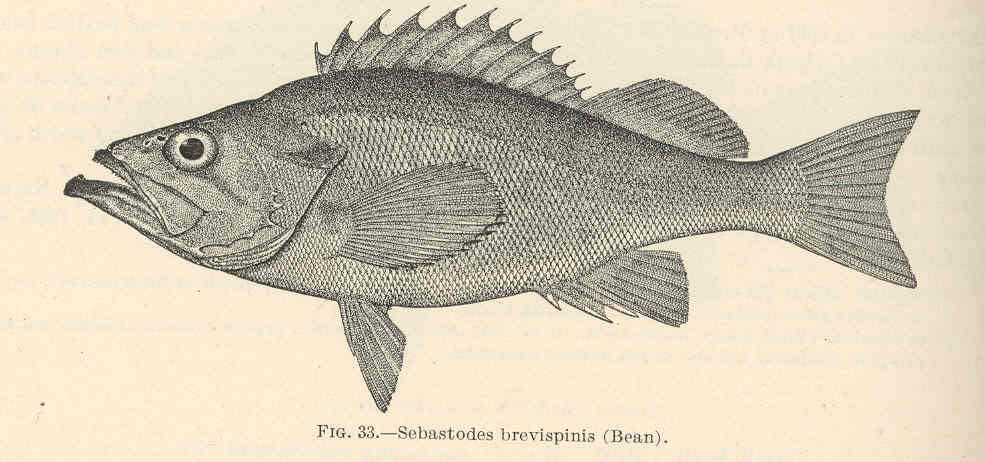 Silvergray rockfish