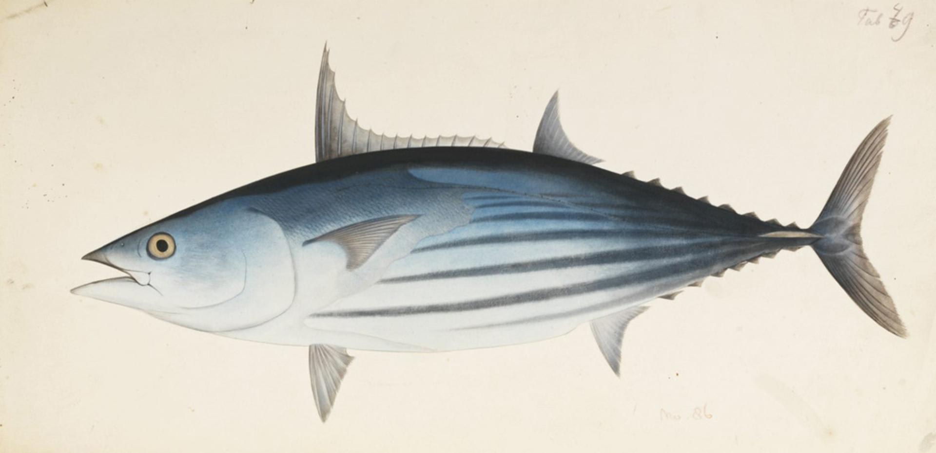 Skipjack tuna