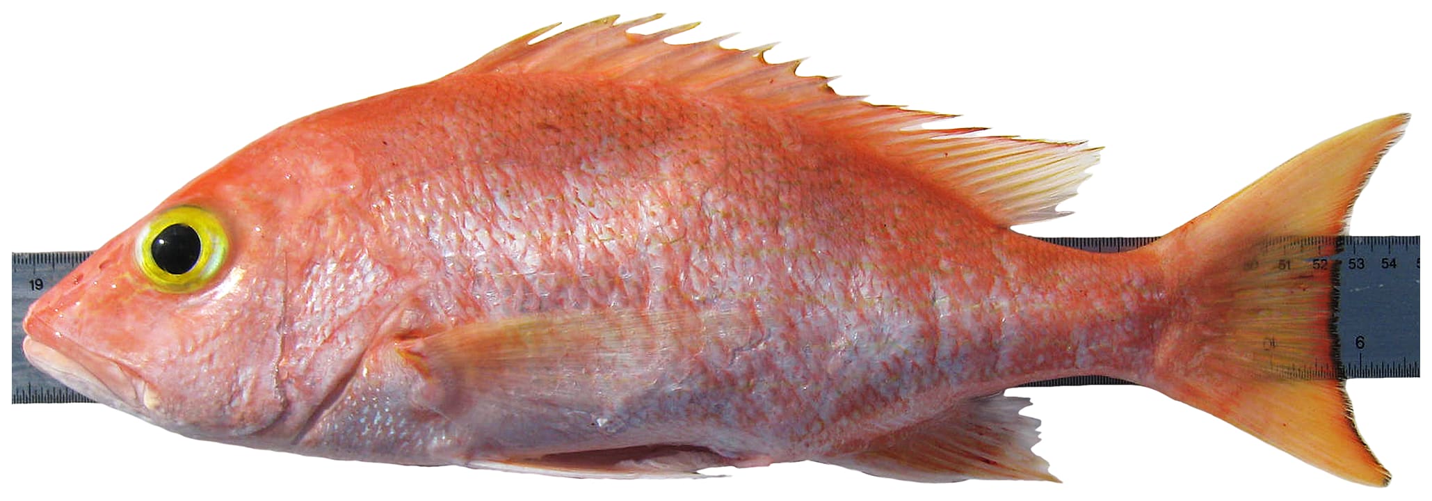 Silk snapper