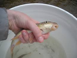 Sonora sucker