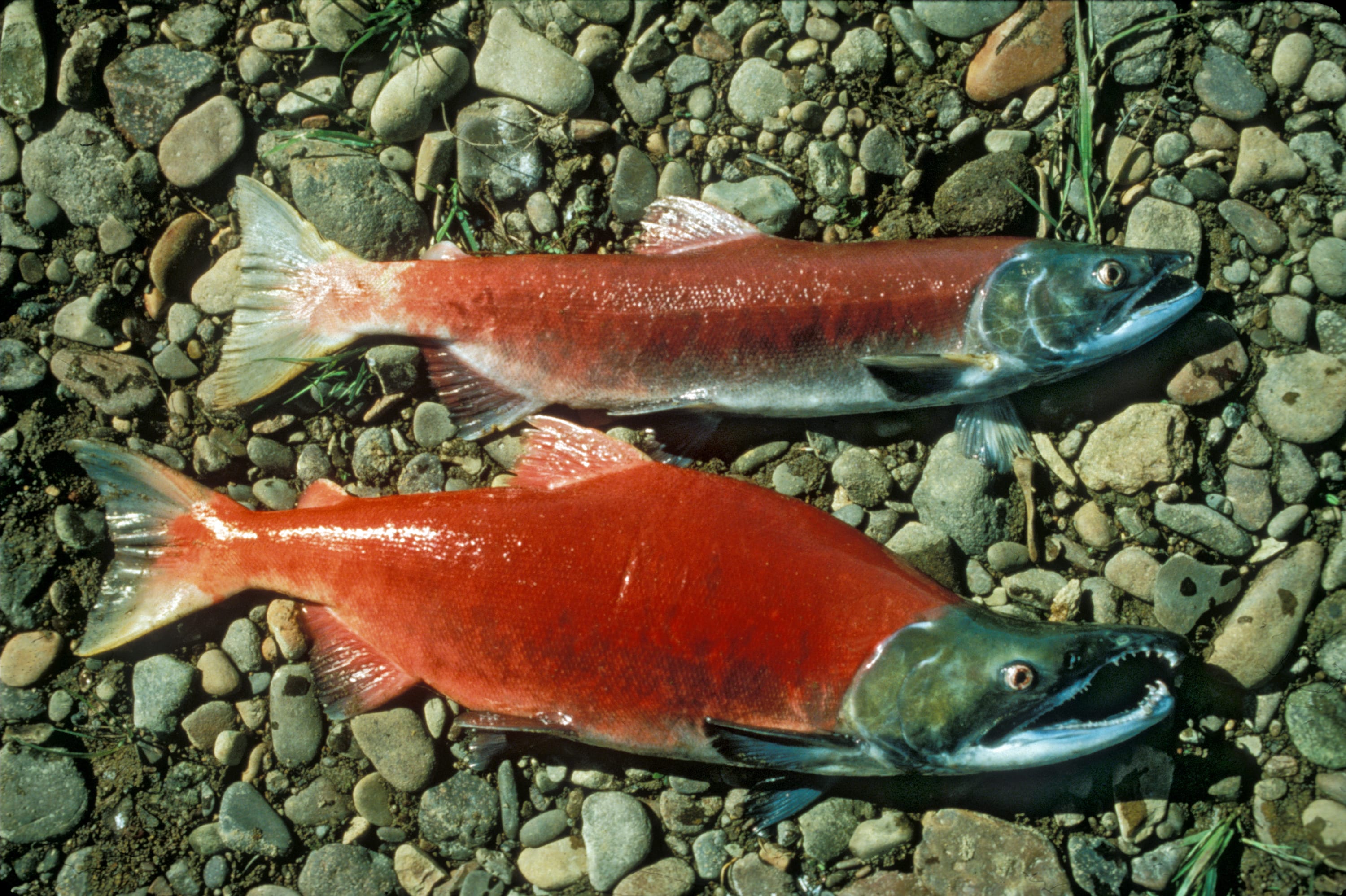 Sockeye salmon