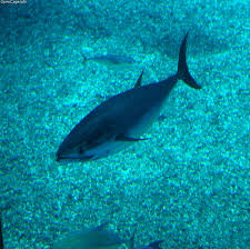 Southern bluefin tuna