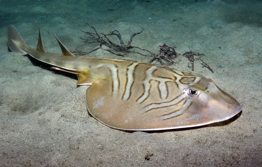 Southern fiddler ray