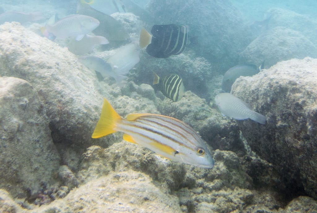Spanish flag snapper