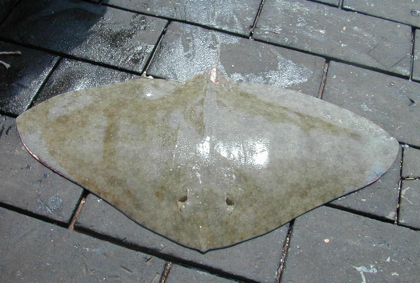 Spiny butterfly ray
