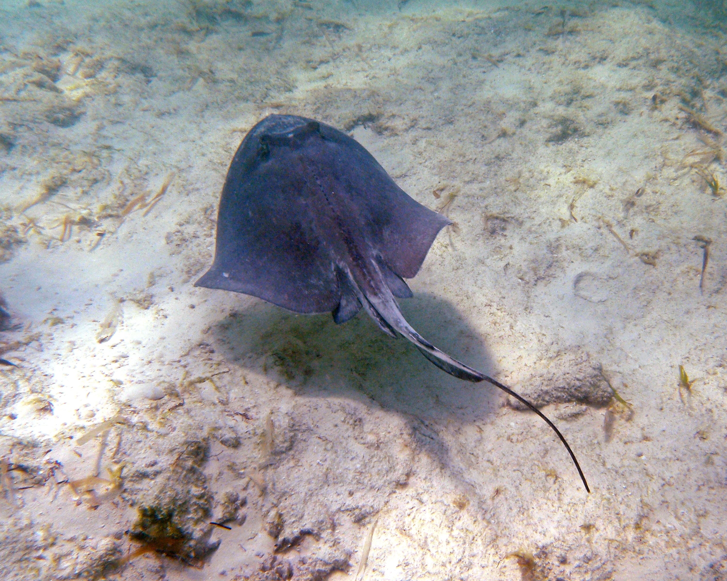 Southern stingray