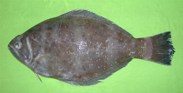 Spottail spiny turbot