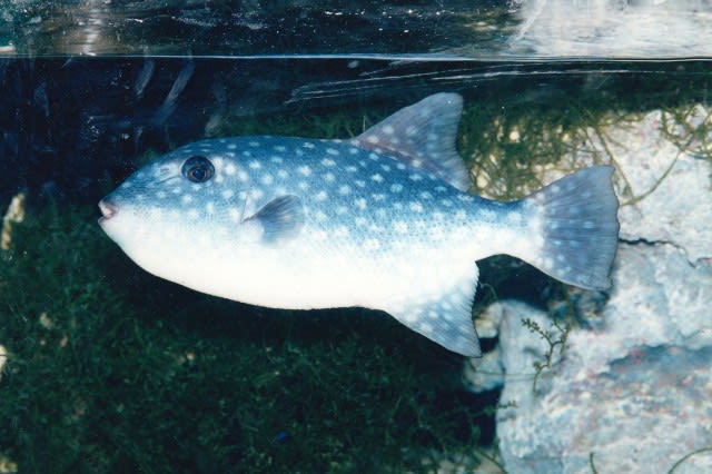 Spotted oceanic triggerfish