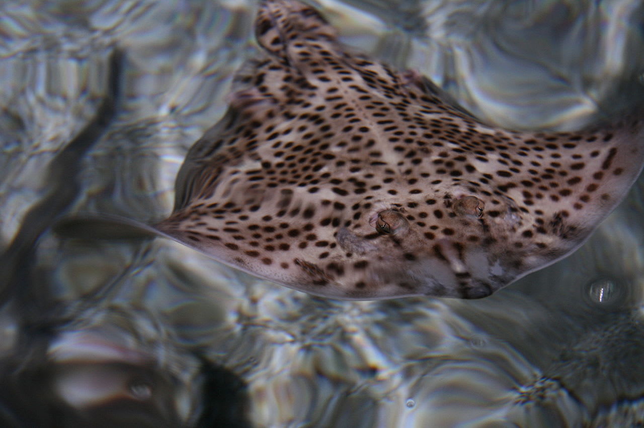 Spotted ray