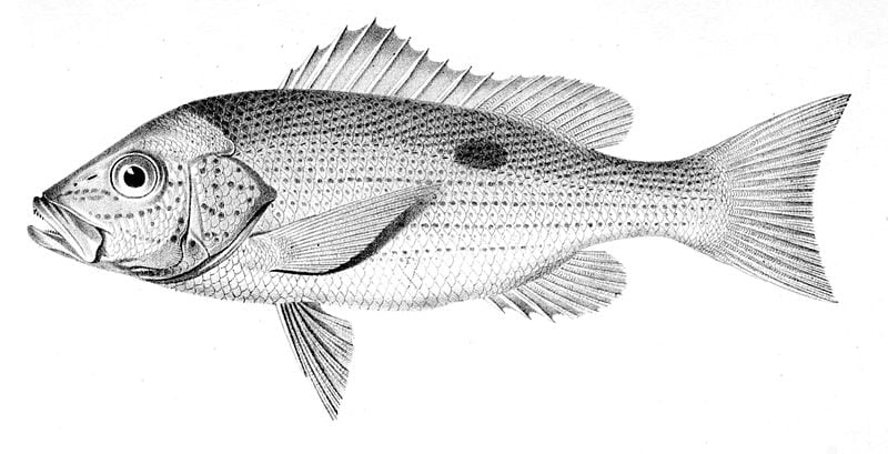 Spotted rose snapper