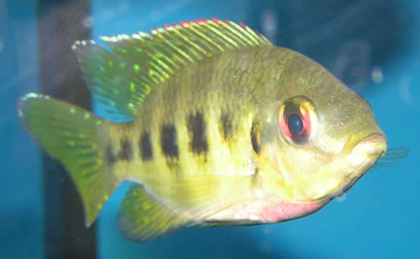 Spotted tilapia
