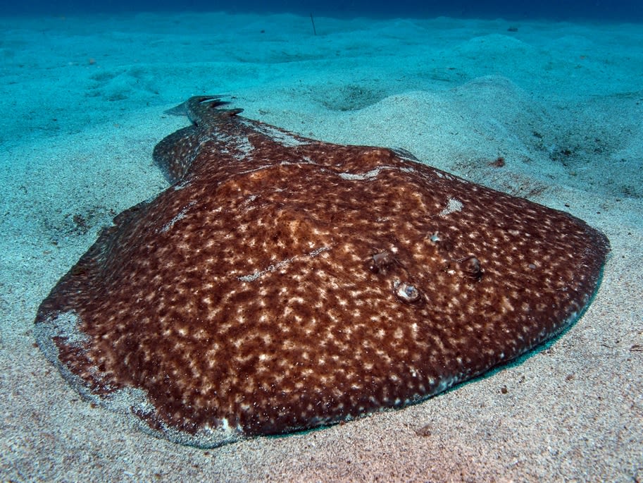 Spotted torpedo