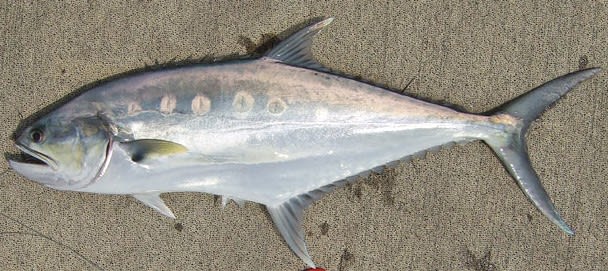 Talang queenfish